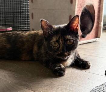 Sugar -  Domestic Short Hair Cat Available for Adoption - Sugar | PetCurious