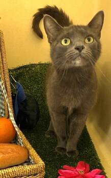 Davina -  Domestic Short Hair Cat for Adoption in Morristown, New Jersey - Davina | PetCurious