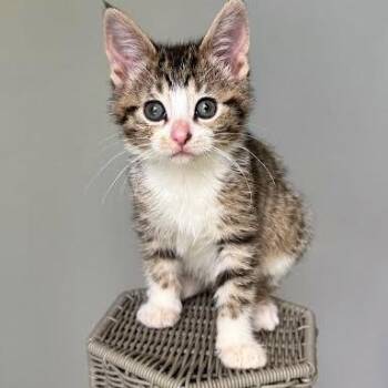 Domestic Medium Hair Cats Available for Adoption in South Elgin, Illinois - Zelda | PetCurious
