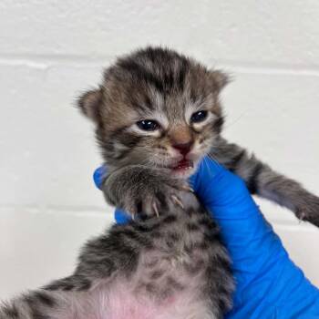 Doom -  Domestic Short Hair Cat for Adoption in Lyndhurst, Virginia - Doom | PetCurious