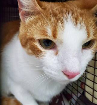 Domestic Short Hair Cats Available for Adoption in Fort Lauderdale, Florida - MURPHI | PetCurious