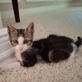 Tommy -  Domestic Short Hair Cat for Adoption in Hopkinton, Massachusetts - Tommy | PetCurious