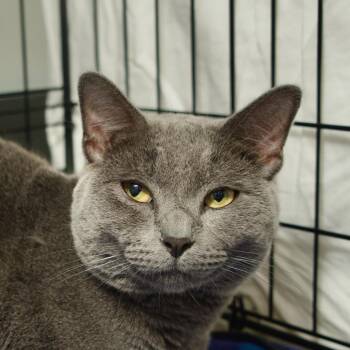 Reuben -  Domestic Short Hair Cat Available for Adoption in New York, New York - Reuben | PetCurious