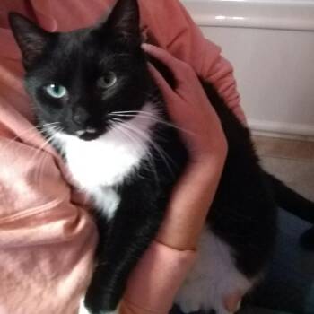 Lucy -  Domestic Short Hair Cat for Adoption in Asheville, North Carolina - Lucy | PetCurious