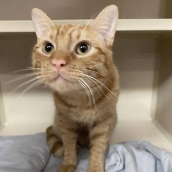Dali -  Domestic Short Hair Cat for Adoption in Lakeland, Florida - Dali | PetCurious