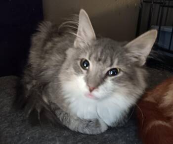 Rescue Extra Toes Cat Hemingway Polydactyl Cats for Adoption in Monroeville, Pennsylvania - Hemi | PetCurious