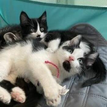 Domestic Medium Hair Cats Available for Adoption in Granville, Ohio - Arborio | PetCurious