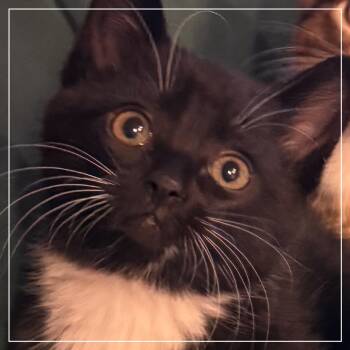 Chester -  Domestic Short Hair Cat for Adoption in Ashland, Oregon - Chester | PetCurious