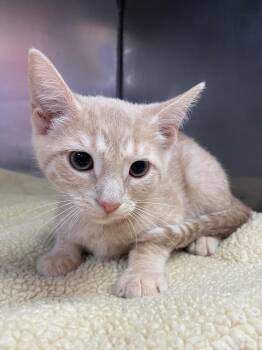 Sadie -  Domestic Short Hair Cat for Adoption in Murray, Kentucky - Sadie | PetCurious