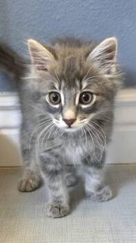 Caspian -  Domestic Medium Hair and Tabby Cat for Adoption in Campbell, California - Caspian | PetCurious