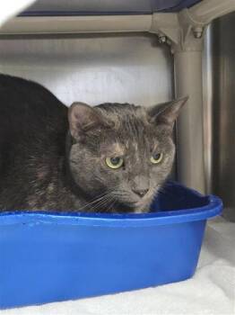 Lily -  Domestic Short Hair Cat for Adoption in Montreal, Quebec - Lily | PetCurious
