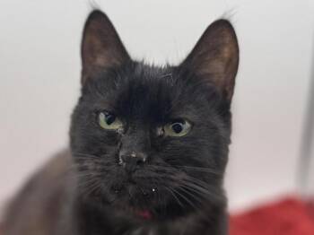 Penelope -  Domestic Short Hair Cat for Adoption in Portland, Oregon - Penelope | PetCurious