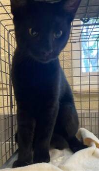 A1123891 -  Domestic Short Hair Cat for Adoption in Fort Myers, Florida - A1123891 | PetCurious