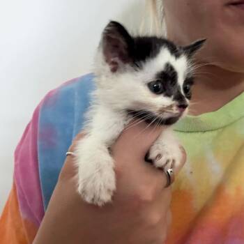 Domestic Short Hair Cats Available for Adoption in North Charleston, South Carolina - Java | PetCurious