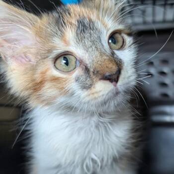 Ultra -  Domestic Medium Hair Cat for Adoption in Biltmore Forest, North Carolina - Ultra | PetCurious