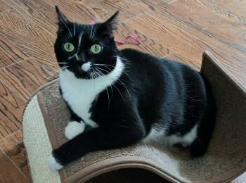 Nova -  Domestic Short Hair Cat Available for Adoption in Guelph, Ontario - Nova | PetCurious