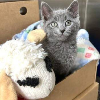 Domestic Short Hair Cats Available for Adoption - Janice | PetCurious