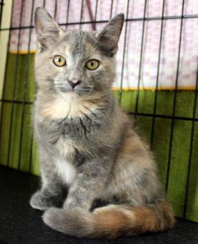 Brittany -  Domestic Short Hair Cat for Adoption in Mansfield, Massachusetts - Brittany | PetCurious