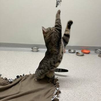 Domestic Short Hair Cats Available for Adoption in Murray, Utah - Michael Angelo | PetCurious