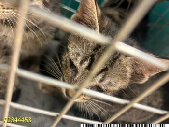 DELLA -  Domestic Short Hair Cat for Adoption in West Palm Beach, Florida - DELLA | PetCurious