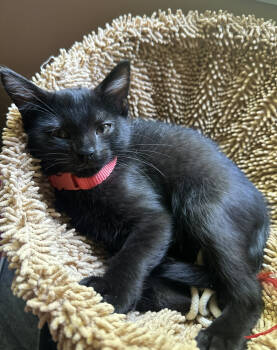 Rescue Domestic Short Hair Cats for Adoption in Chapel Hill, North Carolina - GIGI | PetCurious