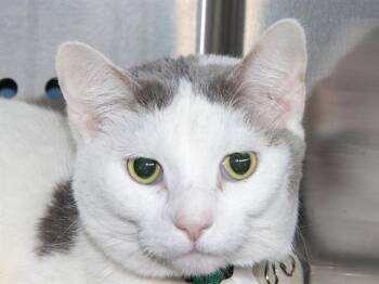 DAISY -  Domestic Short Hair Cat for Adoption in St. Louis, Missouri - DAISY | PetCurious