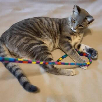 Benny -  Domestic Short Hair Cat for Adoption in Dallas, Texas - Benny | PetCurious