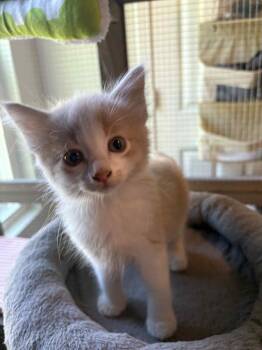 Rescue Domestic Short Hair Cats for Adoption in Newnan, Georgia - McChicken | PetCurious