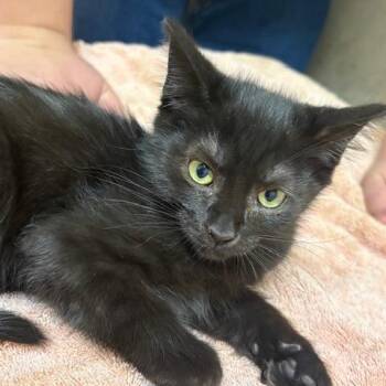 Chalupa -  Domestic Short Hair Cat for Adoption in Mebane, North Carolina - Chalupa | PetCurious