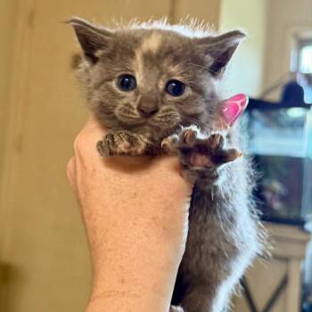Willow -  Domestic Short Hair Cat for Adoption in South Elgin, Illinois - Willow | PetCurious