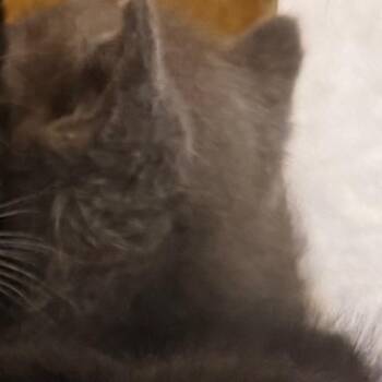 Garnet -  Domestic Short Hair Cat for Adoption in Philadelphia, Pennsylvania - Garnet | PetCurious