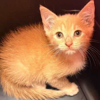 Mango -  Domestic Short Hair Cat for Adoption in Winston-salem, North Carolina - Mango | PetCurious