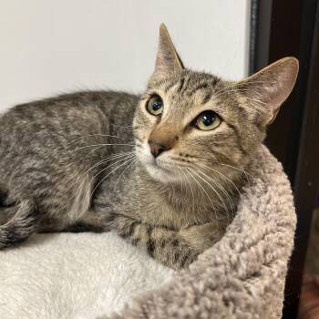 Domestic Short Hair Cats Available for Adoption in Palmetto, Florida - Jackson | PetCurious