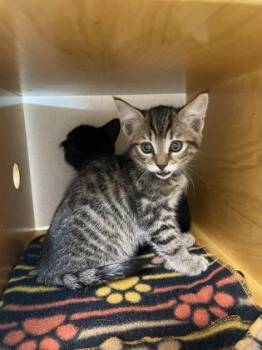 Cassie -  Domestic Short Hair Cat for Adoption in Bellevue, Washington - Cassie | PetCurious