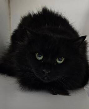 Domestic Long Hair Cats Available for Adoption - Lucy | PetCurious