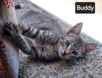 Rescue Domestic Short Hair Cats for Adoption in San Jacinto, California - Buddy | PetCurious