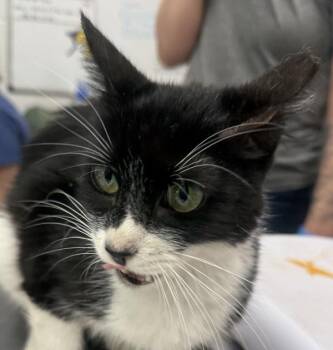 Marisol -  Domestic Short Hair Cat for Adoption in Golden, Colorado - Marisol | PetCurious