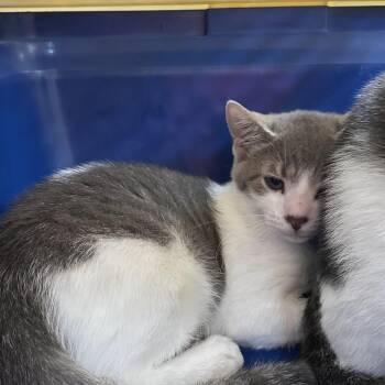 Cletus -  Domestic Short Hair Cat for Adoption in Birmingham, Alabama - Cletus | PetCurious