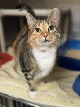 Marta -  Domestic Short Hair Cat for Adoption in Westland, Michigan - Marta | PetCurious