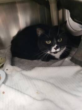 Fejji -  Domestic Short Hair Cat Available for Adoption in Montreal, Quebec - Fejji | PetCurious