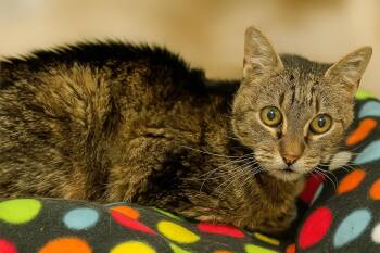 Rescue Domestic Short Hair Cats for Adoption in Kearney, Nebraska - Harlow | PetCurious