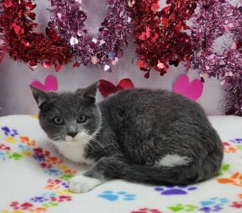 Domestic Short Hair Cats Available for Adoption - Repeat | PetCurious