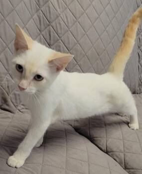 CREMINI -  Siamese Cat for Adoption in Sandusky, Ohio - CREMINI | PetCurious