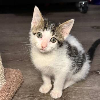 Breezy -  Domestic Short Hair Cat Available for Adoption in Jupiter, Florida - Breezy | PetCurious
