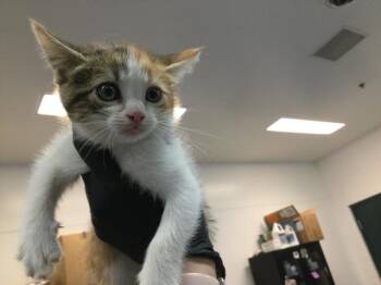 Domestic Short Hair Cats Available for Adoption in Thousand Palms, California - A1915081 | PetCurious