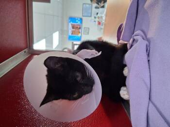 Tommy -  Domestic Short Hair Cat for Adoption in Lake Havasu City, Arizona - Tommy | PetCurious