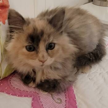 Rescue Domestic Long Hair Cats for Adoption in Des Moines, Iowa - Snuggles --- Bonded Buddy With Cuddles | PetCurious