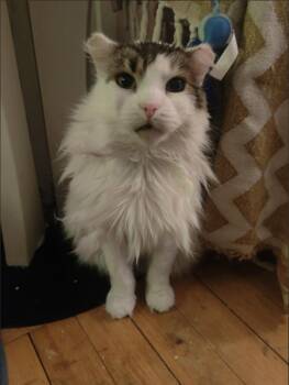 Gertrude -  Domestic Long Hair Cat for Adoption in Montreal, Quebec - Gertrude | PetCurious