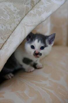 Morello -  Domestic Short Hair Cat for Adoption in Duluth, Minnesota - Morello | PetCurious