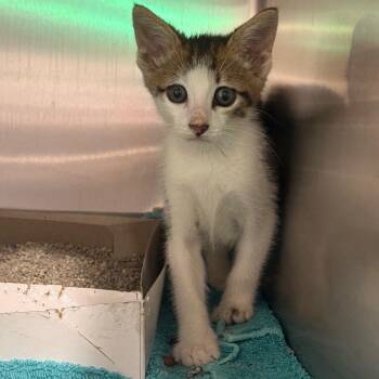 Mike -  Domestic Short Hair Cat for Adoption in Tampa, Florida - Mike | PetCurious